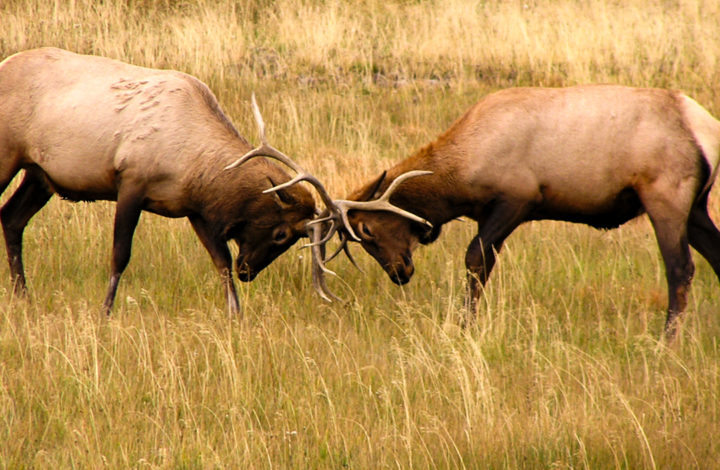 Yellowstone - zápasící jeleni