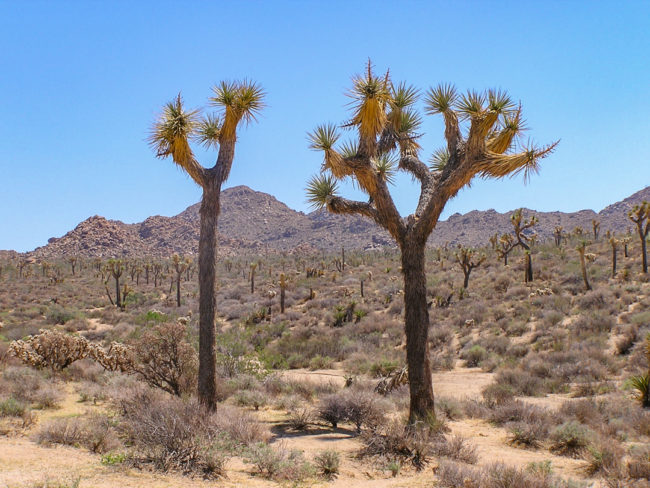 Joshua Tree