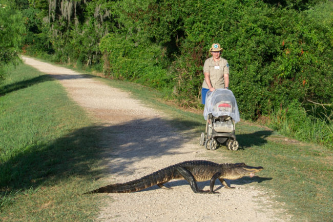 Procházka s aligátorem - Brazos Bend State Park