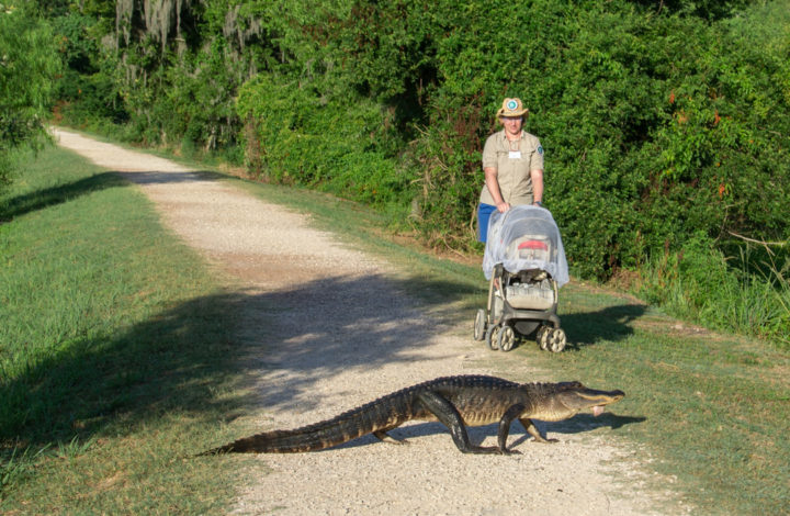 Procházka s aligátorem - Brazos Bend State Park