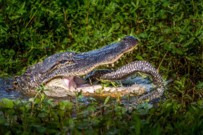 Aligátor požírá hada - Brazos Bend SP