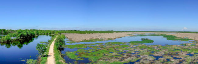 Brazos Bend 40 Acre Lake - rozlehlá bažina