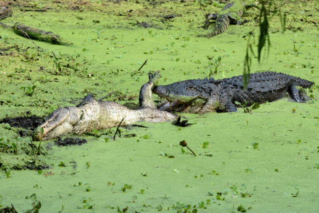 Brazos Bend - aligátoři bojují na život a na smrt