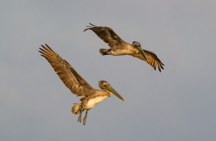 Galveston Island - pelikáni