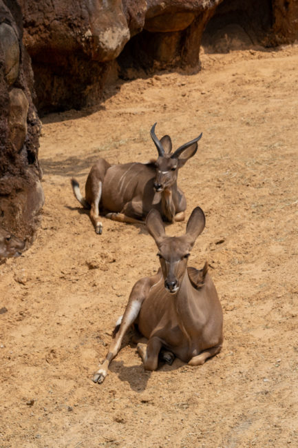 Houston Zoo - antilopy