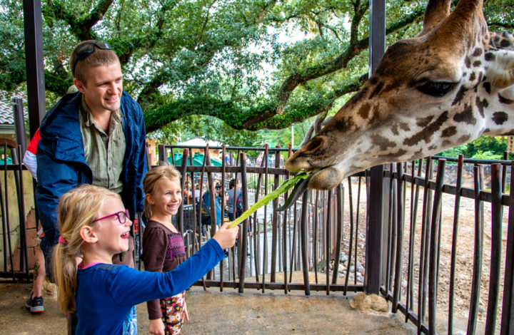 Houston ZOO - děti krmí žirafu