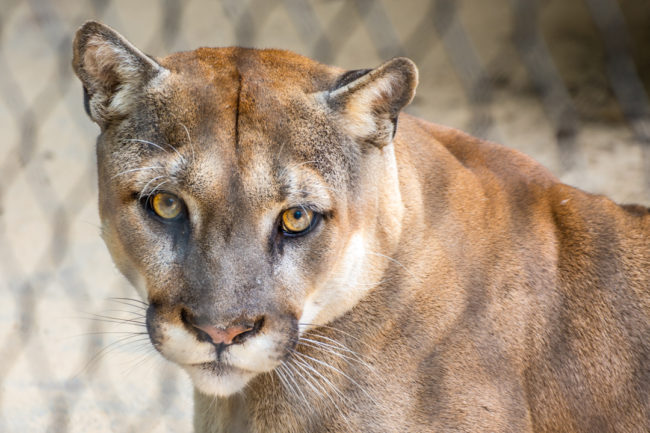 Houston Zoo - puma