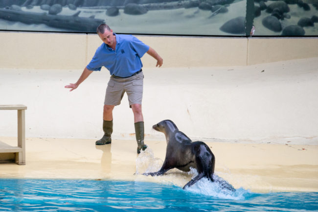 Lachtan přistává na břehu - Houston Zoo