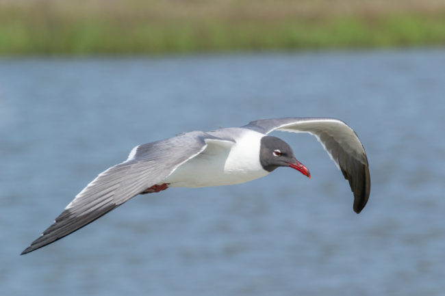 Letící racek - Galveston Island State Park