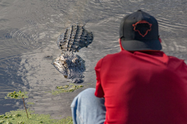 Magor provokuje aligátora - Brazos Bend