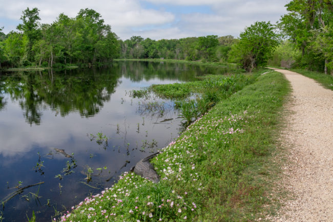 Nenápadný aligátor hned vedle cesty - Brazos Bend