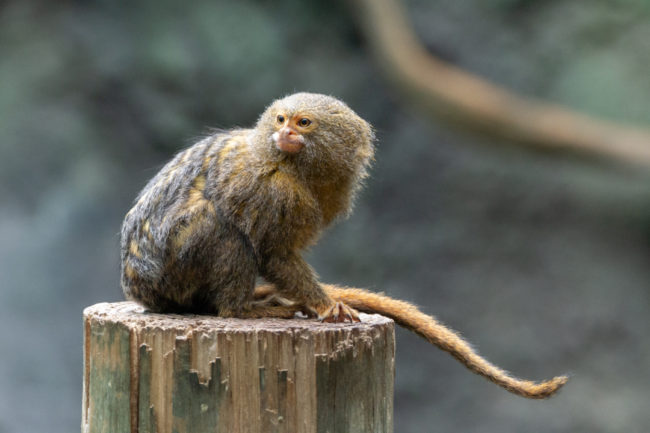 Pavilon opic - Houston Zoo
