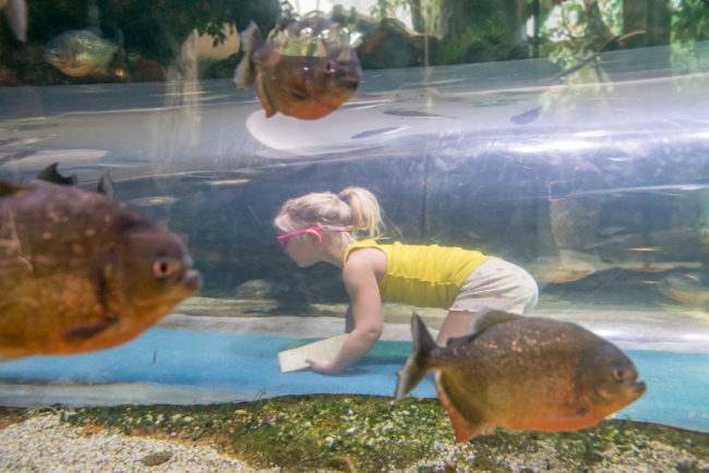 Podvodní tunel v akváriu - Houston Zoo