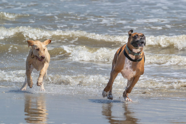 Psi řádí ve vlnách oceánu - Galveston Island