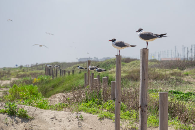 Racci na kůlech - Galveston Island State Park