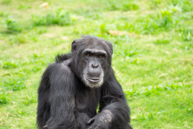 Šimpanz - Houston Zoo