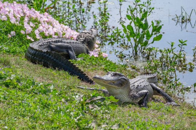 Vedle cesty se váleli aligátoři - 40 Acre Lake