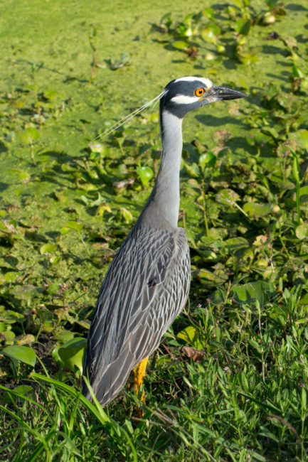 Volavka (yellow crowned night heron)