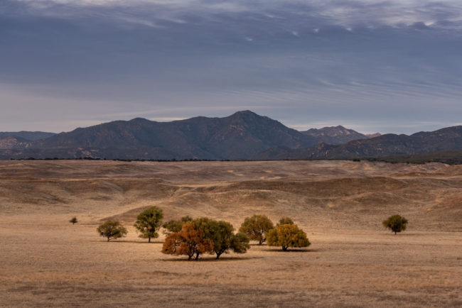 Podzimní stromy - Palomar Mountain, Anza Borrego
