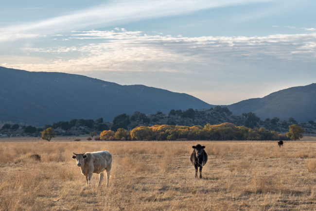 Pózující krávy - Palomar Mountain