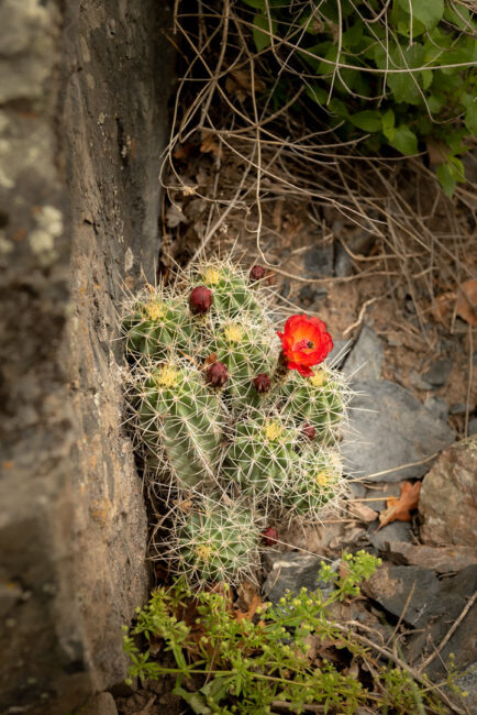 Rozkvetlé kaktusy - via ferrata Ouray
