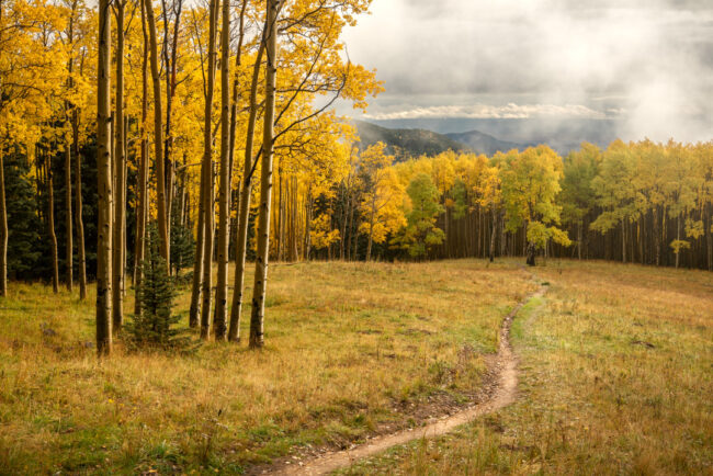 Podzimní barvy aspenů - Sangre de Cristo Mountains